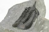 Morocconites Trilobite Fossil - Ofaten, Morocco #273385-4